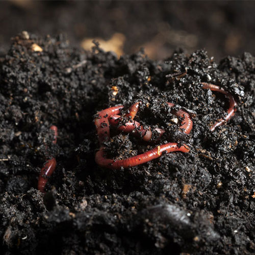 A Guide to Vermicomposting.